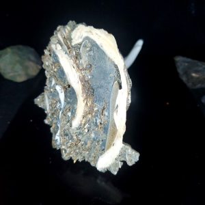 UV Reactive Fossilized Clamshell specimen K