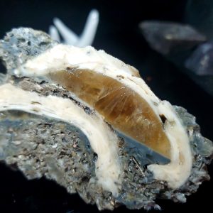 UV Reactive Fossilized Clamshell specimen F