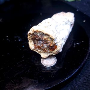 Fossilized wood 2.5" long