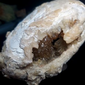 UV Reactive Fossilized Clamshell specimen W
