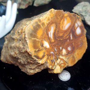 Petrified wood 1lb 9oz