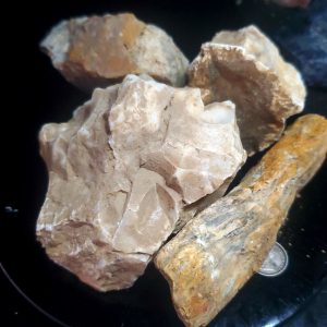 Petrified wood lot C