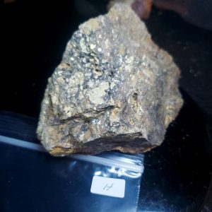 Opal With Flash from Video July 2026 Specimen H