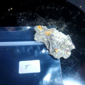 Opal With Flash from Video July 2026 Specimen T