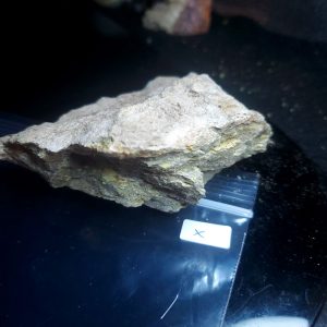 Opal With Flash from Video July 2026 Specimen X