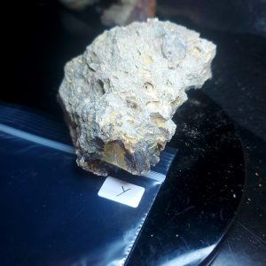Opal With Flash from Video July 2026 Specimen Y