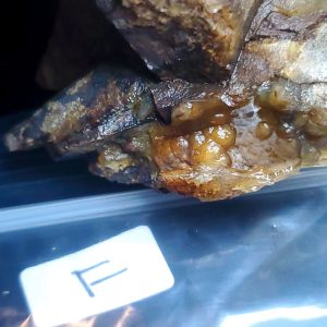 Bubbly Yellow/Amber Opal F