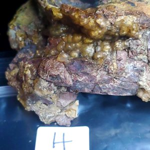 Bubbly Yellow/Amber Opal H