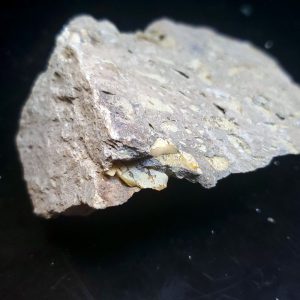 Opal With Flash from Video July 2026 Specimen R