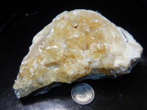 Fort Drum clam 3.5" across
