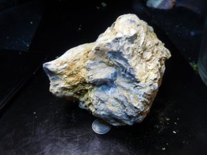Petrified wood 4" long