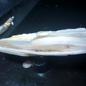 Banded Chalcedony Specimen P