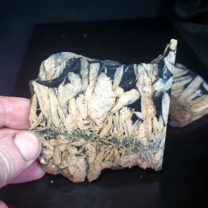 Pinolite slab W