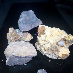 Petrified wood lot D