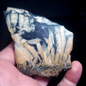 Pinolite slab M