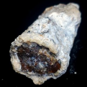 Fossilized wood 2.5" long