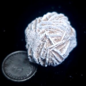 Desert Rose 48ct